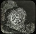 Image of Snow Bunting Nest with Six Eggs